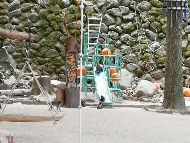 高崎山「サルの保育園」で子ザルが遊んでいる画像